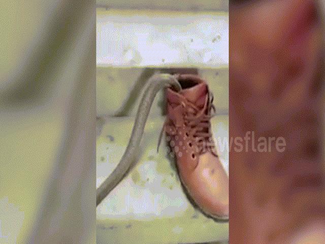 Phi thường - kỳ quặc - Định xỏ chân vào giày thì phát hiện con vật đáng sợ bên trong