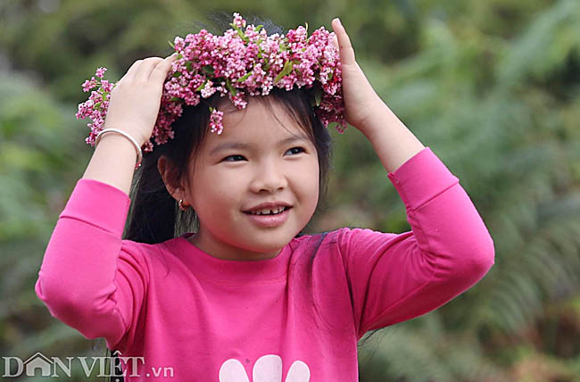 Mê mẩn những đồi hoa tam giác mạch ở Hà Giang - 12