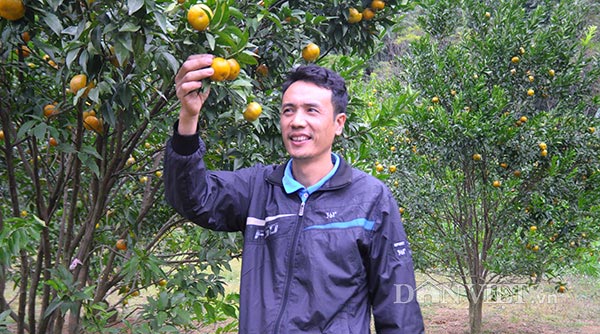 Trồng quýt chiết cành sai trĩu quả lại ít hạt thu hơn trăm triệu/năm - 2