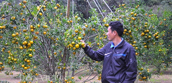 Trồng quýt chiết cành sai trĩu quả lại ít hạt thu hơn trăm triệu/năm - 5