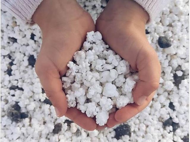 Du lịch - Kỳ lạ bãi biển chứa đầy "bỏng ngô"