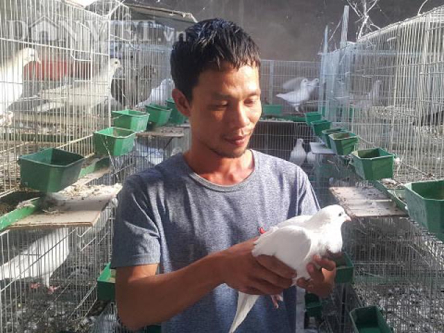 Thị trường - Tiêu dùng - Bỏ vô lăng về quê nuôi chim ưa sạch và con "chết sớm", lãi 13 triệu/tháng