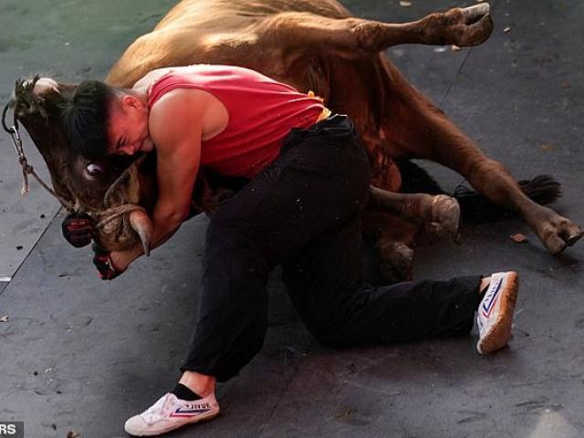 Thể thao - Xuất hiện "Thần lực" siêu khỏe ở Trung Quốc: Tay không quật ngã bò 4 tạ