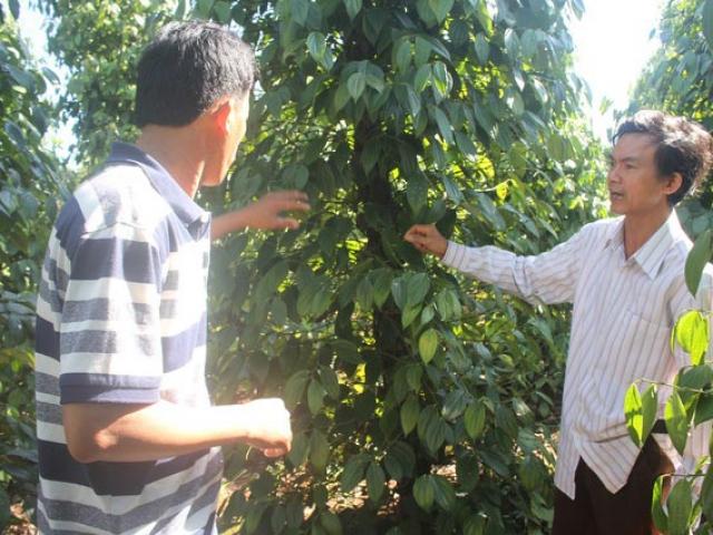 Thị trường - Tiêu dùng - Nông dân trồng tiêu khốn đốn, điêu đứng sau 3 năm gặp "bão giá"