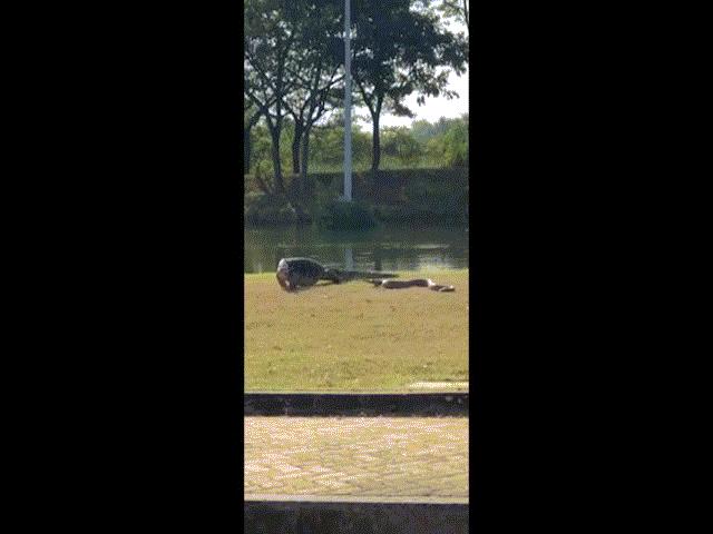 Thế giới - Trăn và kỳ đà khổng lồ đánh nhau gay cấn giữa sân trường đại học