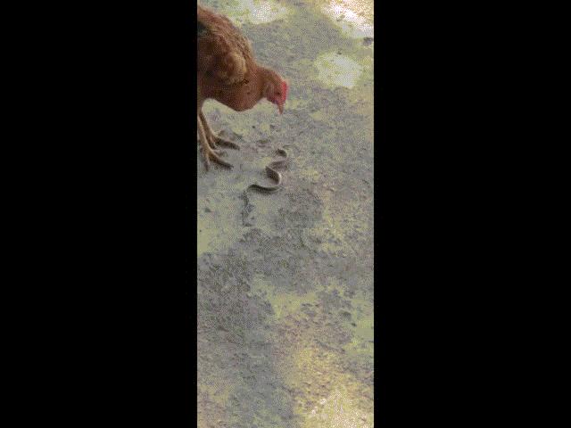 Thế giới - Choáng khi thấy gà mái nuốt chửng rắn hổ mang như ăn sợi mì