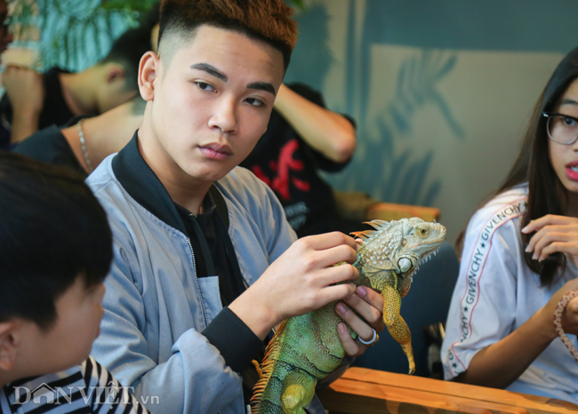 Rồng Nam Mỹ trưởng thành cũng là&nbsp;dòng bò sát được nhiều người ưa chuộng. Bên ngoài trông có vẻ to lớn, hung hăng, gai góc nhưng thực ra chúng rất hiền. Rồng Nam Mỹ xanh lá thường có giá từ 2-5 triệu đồng, những giống đắt hơn giá có thể lên đến hàng chục, thậm chí cả trăm triệu đồng.
