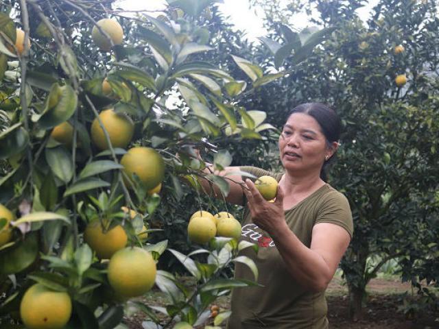 Thị trường - Tiêu dùng - Làm giàu ở nông thôn: "Gái" đảm "bắt" đất cằn “đẻ ra vàng”