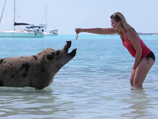 Du lịch - Khám phá thiên đường đảo lợn độc nhất trên thế giới