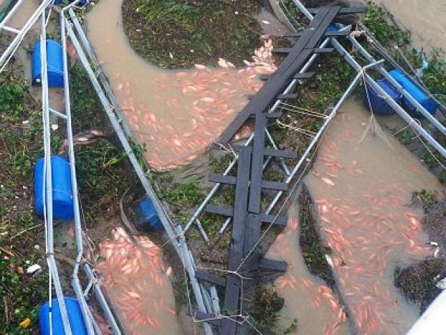 Thị trường - Tiêu dùng - Mưa lớn chưa từng có, dân nuôi cá bè đau đớn nhìn tiền tỷ trôi sông