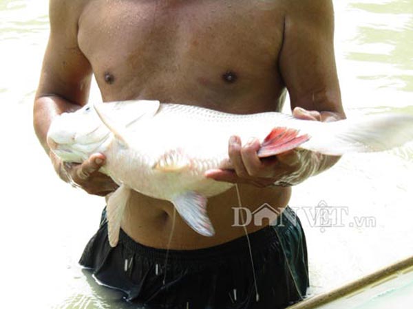 Lạ mà hay: Nuôi loài cá quý "bí ẩn" của dòng Mê Kông, "đắt xắt ra miếng" - 1