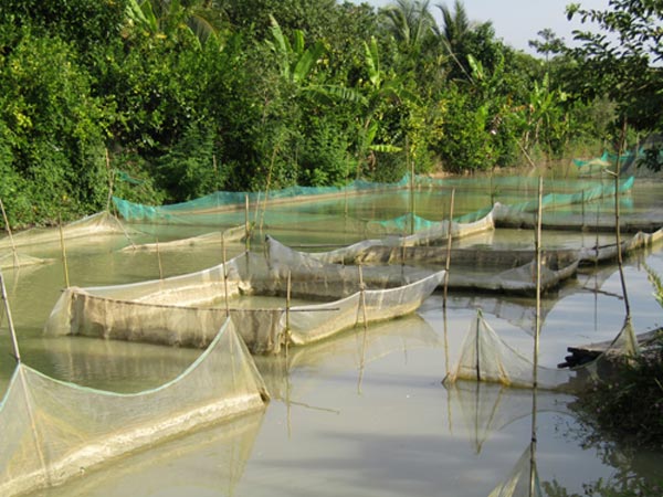 Lạ mà hay: Nuôi loài cá quý "bí ẩn" của dòng Mê Kông, "đắt xắt ra miếng" - 2