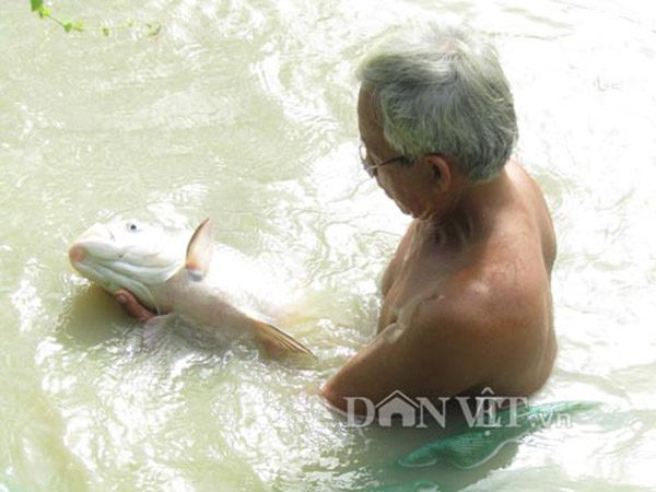 Lạ mà hay: Nuôi loài cá quý "bí ẩn" của dòng Mê Kông, "đắt xắt ra miếng" - 4