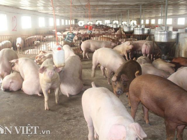 Thị trường - Tiêu dùng - Giá heo hơi hôm nay 11/12: Giá lợn hơi lình xình, thấp thỏm ngóng vụ cuối năm