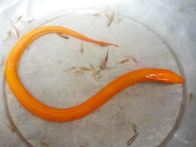 Bất ngờ bắt được lươn vàng óng ánh quý hiếm ở ruộng