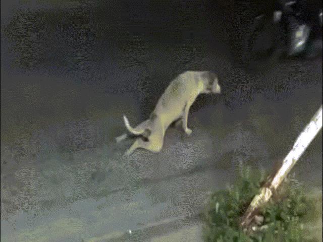 Media - Những pha giả thương tật lừa con người kinh điển của loài chó