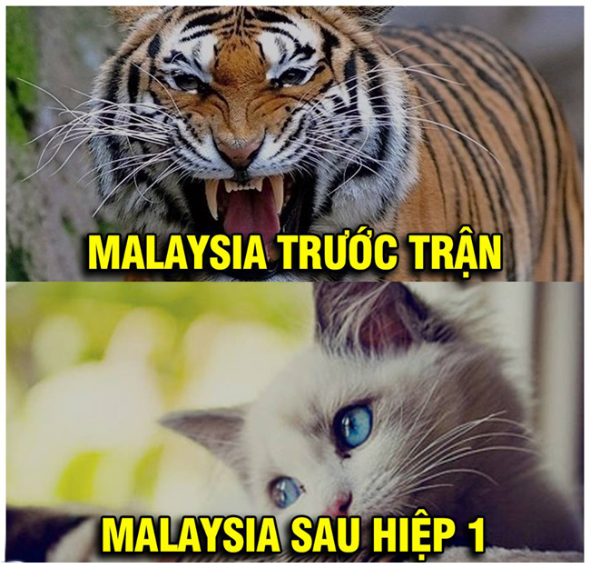 Hổ hay mèo thì cũng cùng một họ với nhau.