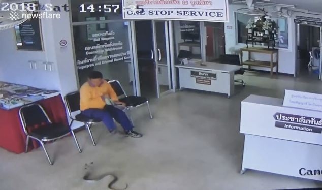 Thái Lan: Rắn vào đồn cảnh sát tìm người cắn và diễn biến ngộp thở - 1
