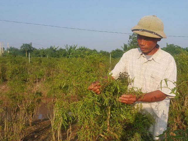 Thị trường - Tiêu dùng - Chán lúa trồng "nhân sâm" người nghèo, bỏ túi cả trăm triệu/năm