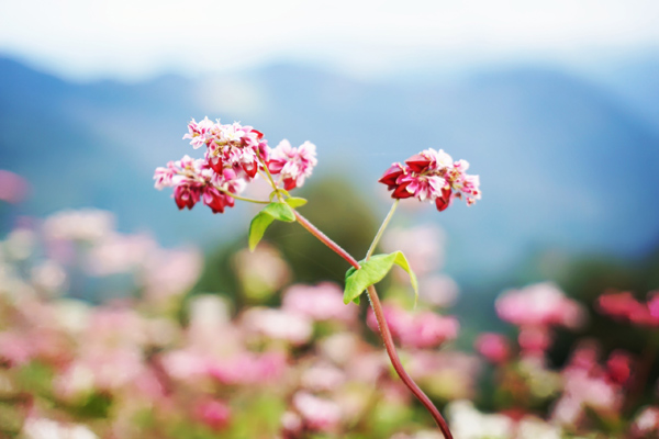 Bài dự thi My Happiness (số 30) : Chuyện tình hoa Tam giác mạch! - 2