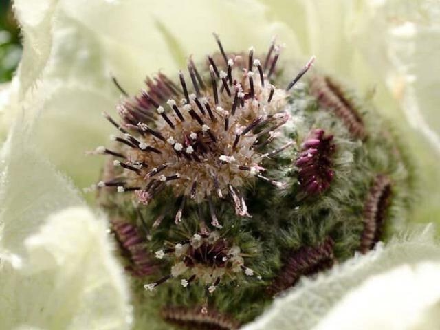 Thị trường - Tiêu dùng - Cận cảnh bông hoa không dưới 5 triệu đồng đang được dân chơi Việt săn lùng