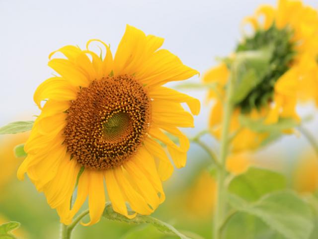 Bạn trẻ - Cuộc sống - Ảnh: Cánh đồng hoa hướng dương đẹp nhất Việt Nam bắt đầu nở rộ