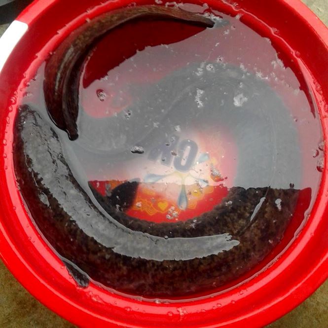 Kéo lưới trên sông, nam thanh niên bắt được cá "khủng" dài 1,6m - 2