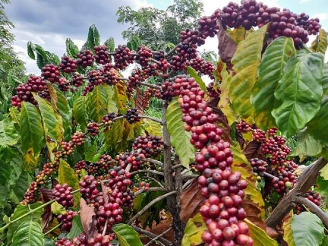 Thị trường - Tiêu dùng - Cà phê chín đen trên vườn, nông dân "đỏ mắt" tìm người thu hái