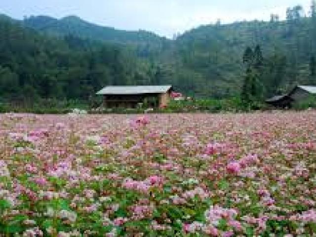 Mê đắm những đồi hoa tam giác mạch đẹp như tranh ở Hà Giang