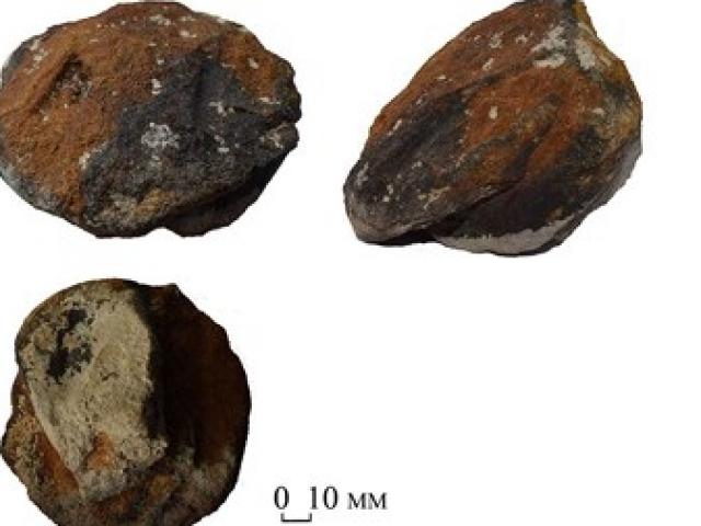 Phi thường - kỳ quặc - Bí mật bất ngờ về "đầu rắn" nghìn năm tuổi