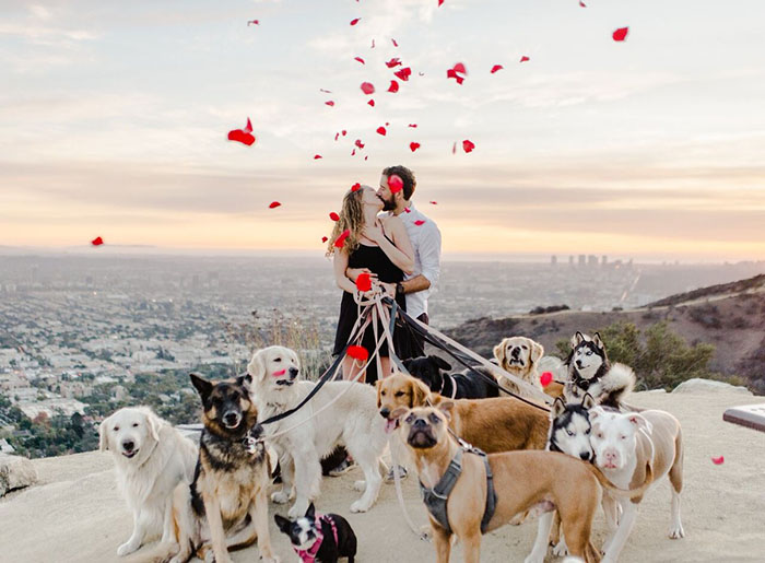 Cô gái hạnh phúc nhất thế giới, được cầu hôn với 16 chú chó bên cạnh - 1