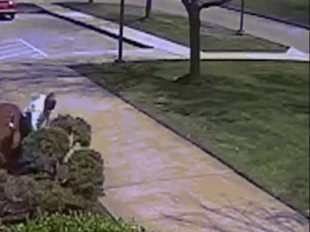 Media - Ngỗng dùng "liên hoàn cước" khiến sĩ quan cảnh sát vất vả chống đỡ