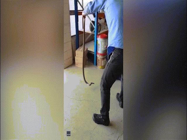 Phi thường - kỳ quặc - Chuyên gia vật vã bắt rắn độc nhất nhì thế giới, suýt bị cắn