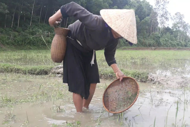 Hì hụi lội đồng săn đặc sản nòng nọc: Ngon, bổ hiếm có món nào bằng - 3