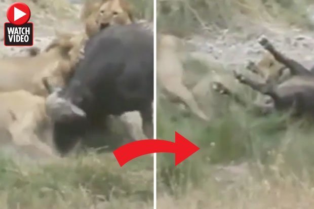 Video: Bầy sư tử tấn công trâu rừng đi lạc, kịch tính đến phút chót - 1