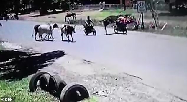 Video: Đang lái xe máy, bị bò lao tới tung cú kungfu ngã bay xuống đường - 1