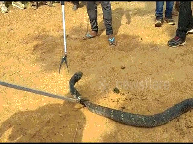 Thế giới - Video: Bắt rắn hổ mang chúa khổng lồ để chụp ảnh, gây phẫn nộ