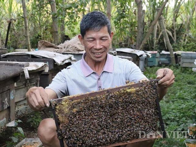 Thị trường - Tiêu dùng - "Bỏ túi" 300 triệu/năm nhờ nuôi con đốt đau điếng, làm mật ngon