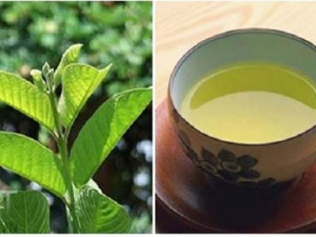 Sức khỏe đời sống - Sự thật về "thần dược" trà lá ổi chống ung thư, hỗ trợ chữa tiểu đường