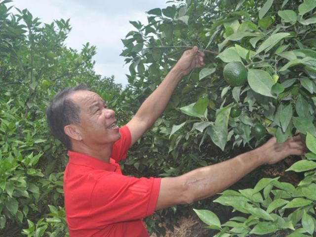 Thị trường - Tiêu dùng - Chỉ trồng cam Canh, mỗi năm mua một ô tô ngon ơ