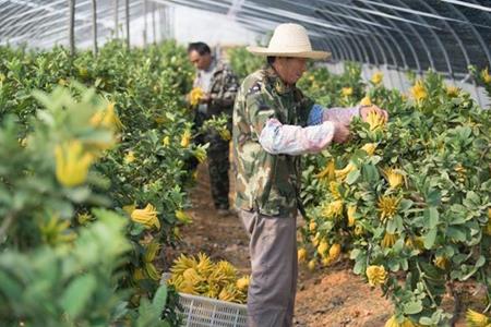 Kiếm hàng chục tỷ/năm nhờ trồng quả người Việt Nam hay mua để cúng bái - 1