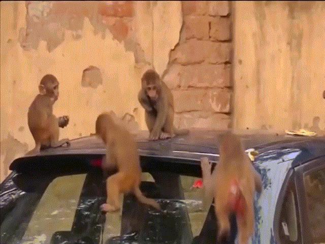 Media - Hàng nghìn khỉ mặt đỏ "đại náo" thủ đô Ấn Độ