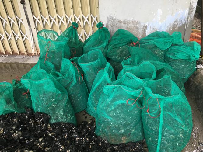 Sau mưa bão, ngư dân hối hả săn “lộc biển”, kiếm cả triệu bạc - 1