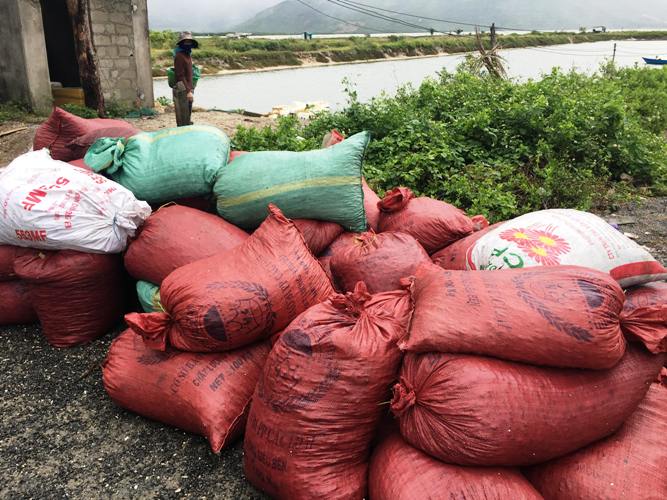 Sau mưa bão, ngư dân hối hả săn “lộc biển”, kiếm cả triệu bạc - 2