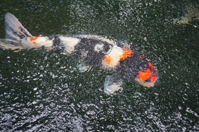 Một chú cá Showa có màu trắng - đỏ - đen thế này trên thị trường hiện có giá khoảng 150 triệu đồng/con.