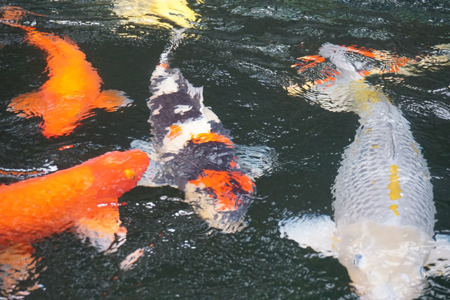 Hiện trong hồ của anh Quyền có hơn 200 loài cá Koi, nhưng đắt nhất vẫn là loại có tên Showa; Kuhoku, Tancho...