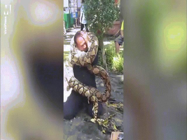 Thế giới - Video: Lính cứu hỏa khổ sở bị trăn dài 5 mét khóa cứng