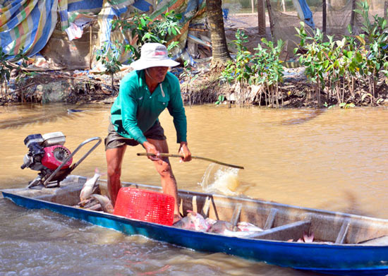 Kiên Giang: Thả cá ăn gốc rạ, trứng ốc ruộng, nhà nông trúng đậm - 2