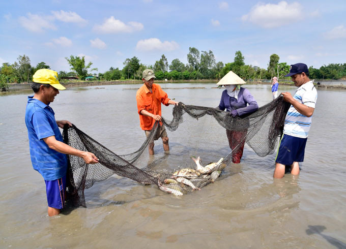 Kiên Giang: Thả cá ăn gốc rạ, trứng ốc ruộng, nhà nông trúng đậm - 3