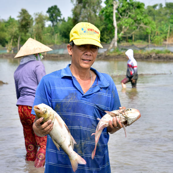 Kiên Giang: Thả cá ăn gốc rạ, trứng ốc ruộng, nhà nông trúng đậm - 4
